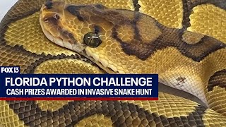 Florida Python Challenge begins [upl. by Tali]