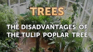 The Disadvantages of the Tulip Poplar Tree [upl. by Grethel]