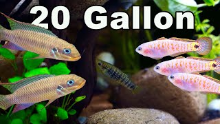 Fish You Can Keep Together in a 20 Gallon Community Aquarium So Many Options [upl. by Hyacinthia653]