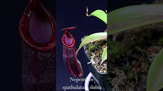 Nepenthes Tropical Pitcher Plants  Some Of My Favorite Carnivorous Plants [upl. by Carlynn]