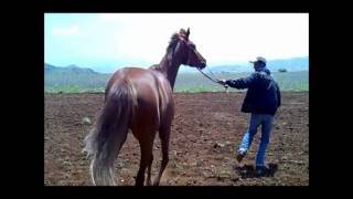 khenifrale cheval barbe amazigh par azddine gaizwmv [upl. by Haduhey]