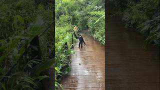 Gibbons Couple Enjoying Rainy Weather 🐵🌧⛈ shortsfeed shorts monkeybehavior [upl. by Enrika]