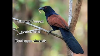 Greater coucal  ചെമ്പോത്ത്  Centropus sinensis [upl. by Adnohsel992]