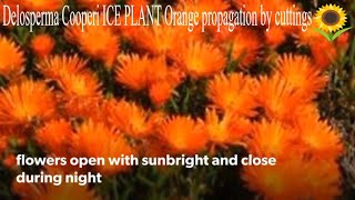 Ice Plant Delosperma Cooperi Orange Propagation in 3 steps Bouturage en 2 mn Wheels of Wonder [upl. by Nnel]