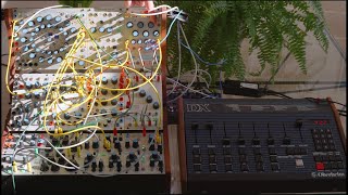 Oberheim DX clocking Buchla 200e [upl. by Melicent]