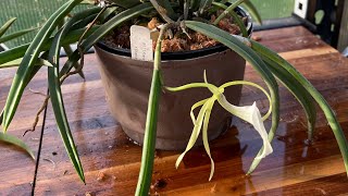 Brassavola Nodosa repot [upl. by Nauqel]