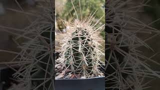 Echinocereus coccineus kaktusy cactus [upl. by Aihsrop]