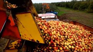 Récolte pomme à cidre [upl. by Hedaza896]