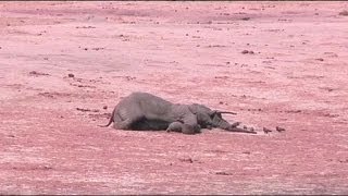 Over 80 elephants killed by poachers in Zimbabwe [upl. by Lada321]