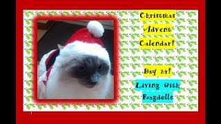 Christmas Advent Calendar  Day 24 Christmas Eve  Living with Ragdolls [upl. by Nahta]