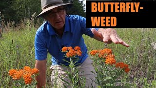 Butterflyweed Asclepias tuberosa Profile [upl. by Laraine224]