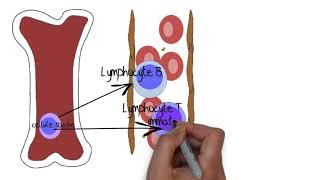 Comprendre le système lymphatique [upl. by Matheny981]