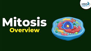 Overview of Mitosis  Dont Memorise [upl. by Staffan264]