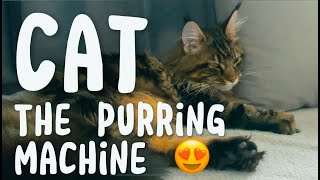 😍Maine Coon Kitten Purring NonStop 1HOUR❤️ [upl. by Clarke73]