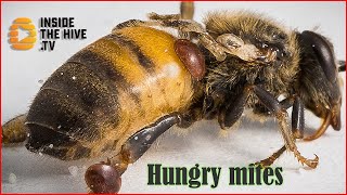 Varroa mite feeding on honey bee Apis mellifera shorts [upl. by Akinek]