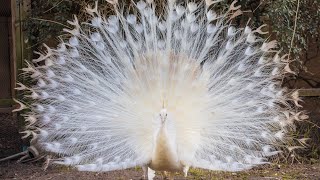 Rare White Peacock Displays Full Plumage During Mating Ritual [upl. by Pish151]