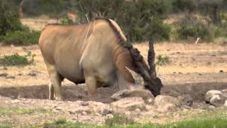 Bull Eland coming to drink [upl. by Schlessel]