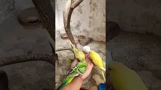 Love budgies [upl. by Ruon]