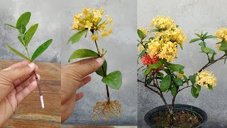 How to grow and care ixora plant  Simple Method [upl. by Aisilef]