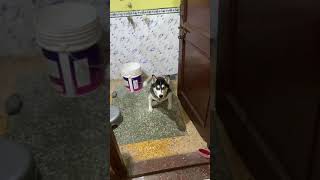 Cutest Husky😍  Dog video  Funny dog  Husky  Review reloaded Dog  Roxy Cheeni  shorts [upl. by Sharia]