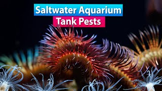 Saltwater Aquarium Pests and Remedies [upl. by Silverman609]