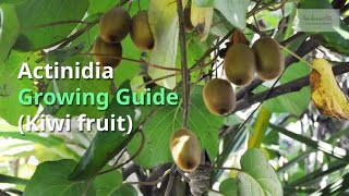 Actinidia growing Guide [upl. by Jemy310]