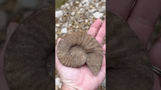 Palm Sized Ammonite Fossil discovery while Creek Walking for fossils North Texas fossilhunting [upl. by Windzer]