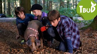 Trüffelschweine Folge 36  Tiere bis unters Dach  SWR Plus [upl. by Lizette]