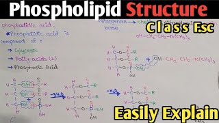 Phospholipid Structure  Phosphotidylcholine  Class 11  UrduHindi [upl. by Rezzani]