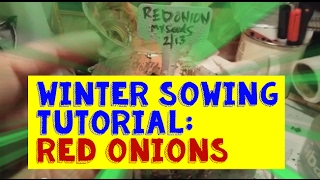 Winter Sowing Tutorial  How To Sow Red Onion Seeds  Growing Red Onions from Seed [upl. by Ennis910]