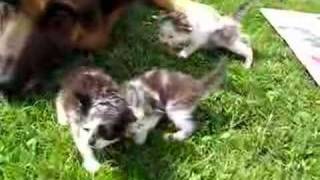 Kittens  3 weeks old [upl. by Chuipek]