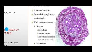 Histology Slide Series Episode 9  Histology of the Oesophagus and Stomach [upl. by Ecyob950]