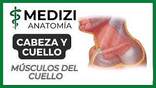 Anatomía de Cabeza y Cuello  Músculos del cuello cervicales [upl. by Calysta]