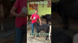 बड़ा काफ के बेहतरीन रिजल्ट Bada calf  badacalf farming badacalfplus calf animals dairyfarm [upl. by Marti]