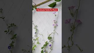 Trellis for climbing plants shorts treliis aparajita morningglory [upl. by Jutta]