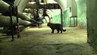 Hermitage Cats Saint Petersburg [upl. by Ahsatsan]