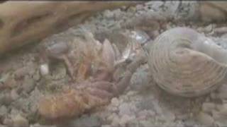 Hermit Crab Surface Molting [upl. by Osher]