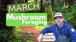 March Wild Mushrooms 2024 [upl. by Fem]