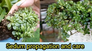 Sedum propagation and careeasy to grow sedum plants  🙂👍 [upl. by Pegasus]