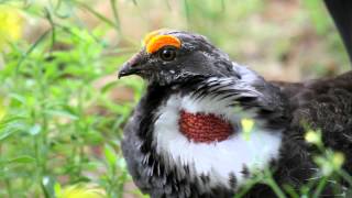 Dusky Grouse courting [upl. by Olcott532]