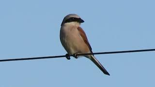 Shrike shrikes сорокопут [upl. by Rawdon]