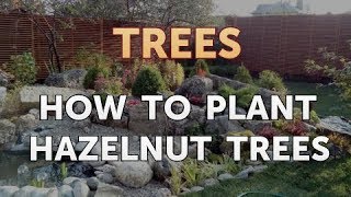 How to Plant Hazelnut Trees [upl. by Lekim87]