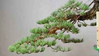 Cascade Style Bonsai Timelapse [upl. by Fairley]