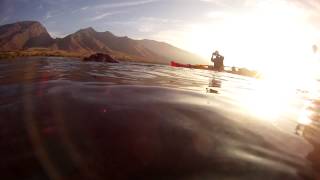 Hawaiian Monk Seal swam up to our Outrigger Canoe on Whale watch snorkel tour Maui Hawaii [upl. by Chase650]