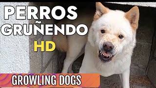 Perros gruñendo HD  Growling dogs HD [upl. by Quartis471]