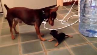 One Month Old  Miniature Pinscher Puppies [upl. by Akiem]