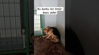 Barınaklardaki can dostlarının can korkusu gezercim barınak hayvansevgisi candostlari köpek [upl. by Arua]