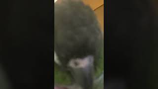 My Conure being a sweetheart with music [upl. by Rezzani]