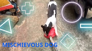 Mischievous dog pets dog cute puppy naughty paris [upl. by Reeve]