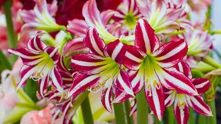 How to Plant Indoor Amaryllis Winter Garden Guide [upl. by Egide]